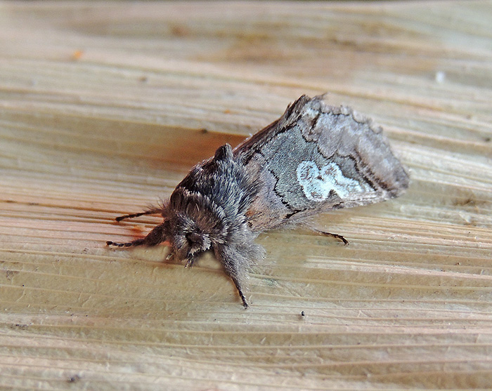 Diloba caeruleocephala Noctuidae